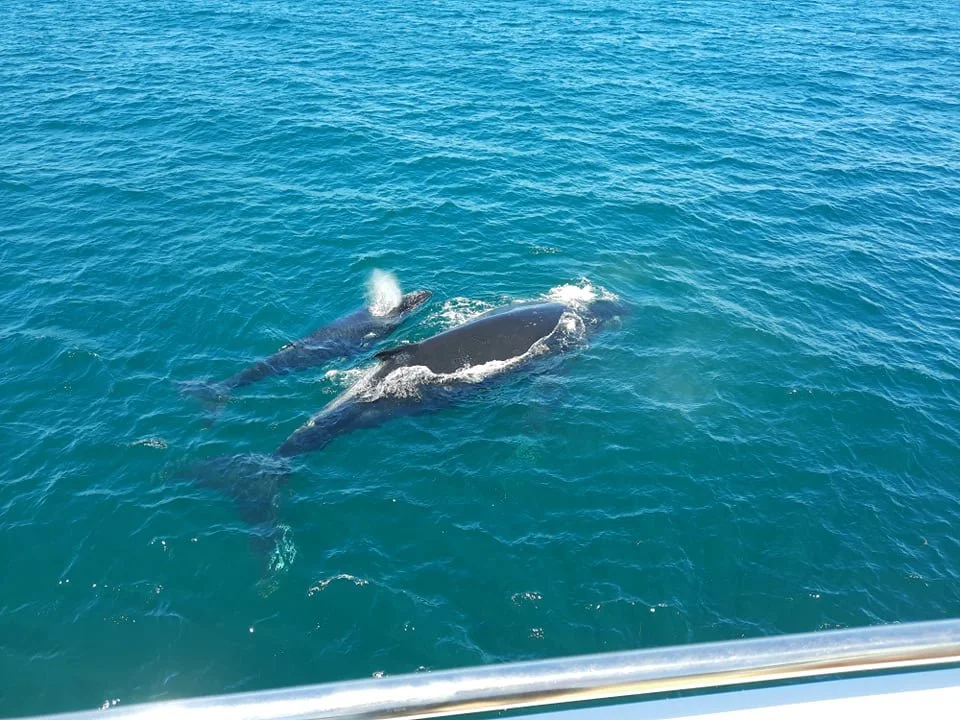 Whale Watching Fremantle