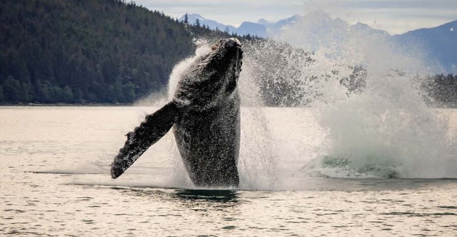 Juneau Whale Watching and Mendenhall Glacier