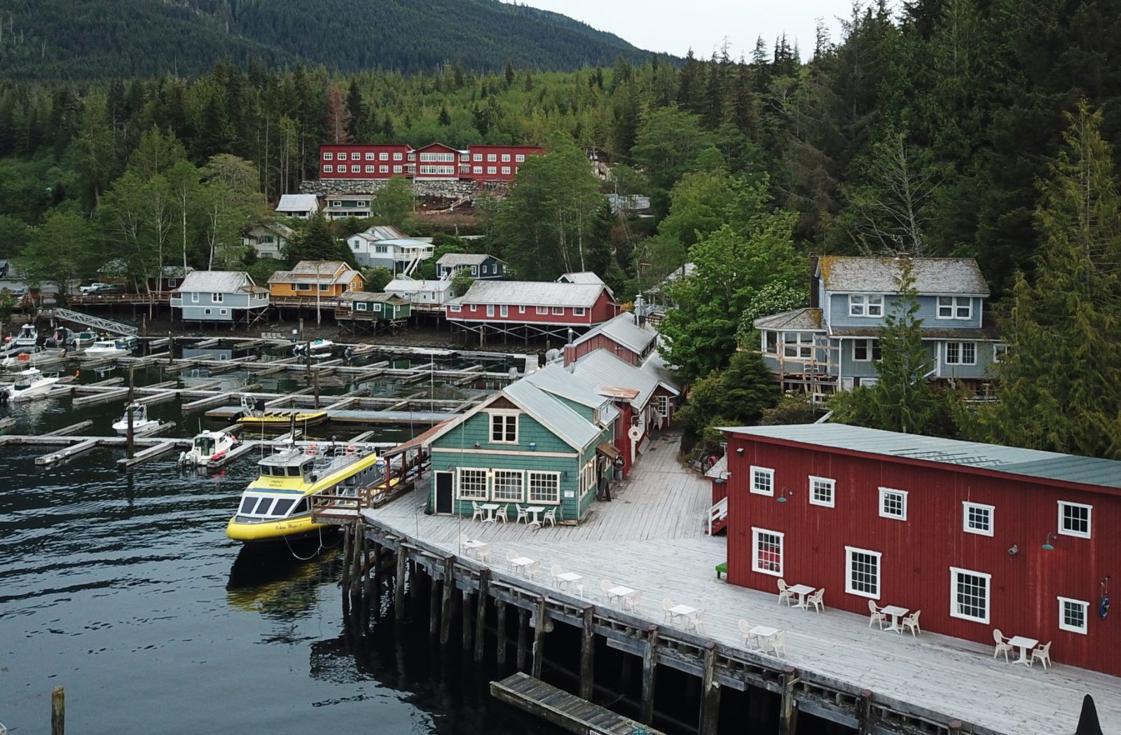 Telegraph Cove Whale Watching Tours on Johnstone Strait