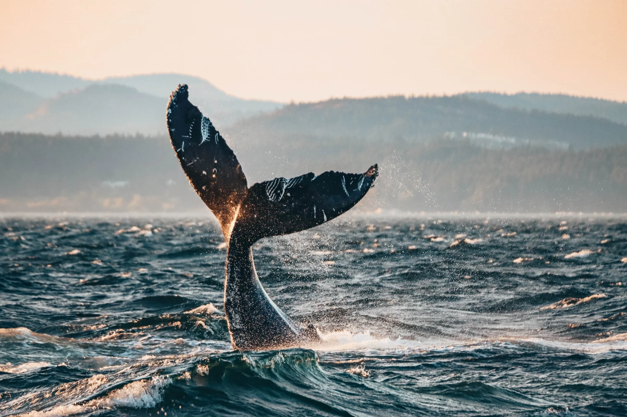 Telegraph Cove Whale Watching Tours