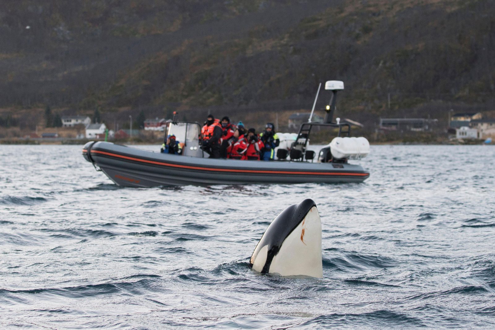 Your experience at Telegraph Cove Whale Watching Tours