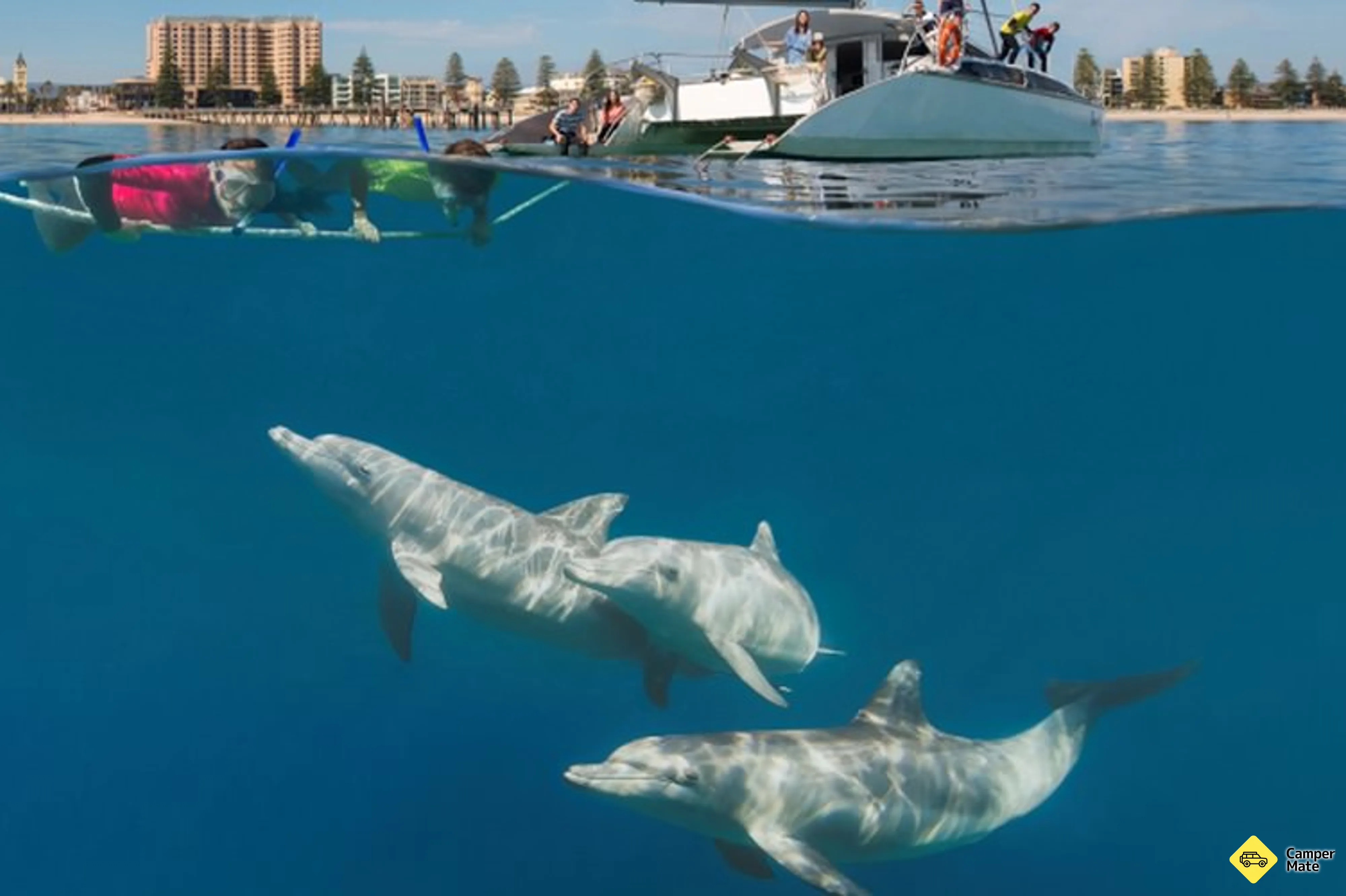 Swimming With Dolphins Adelaide