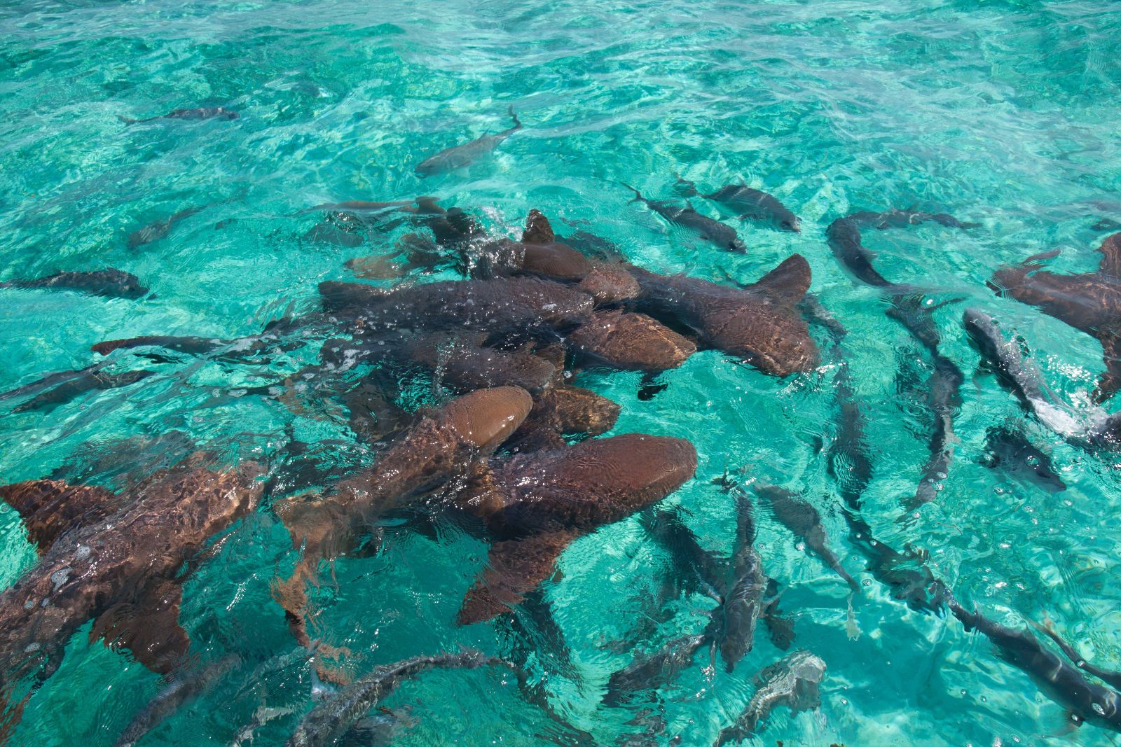 Shark Ray Alley Tour