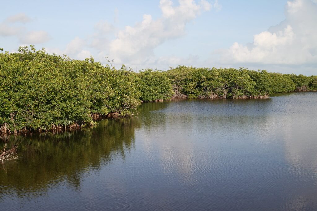 Mangrove Lagoons