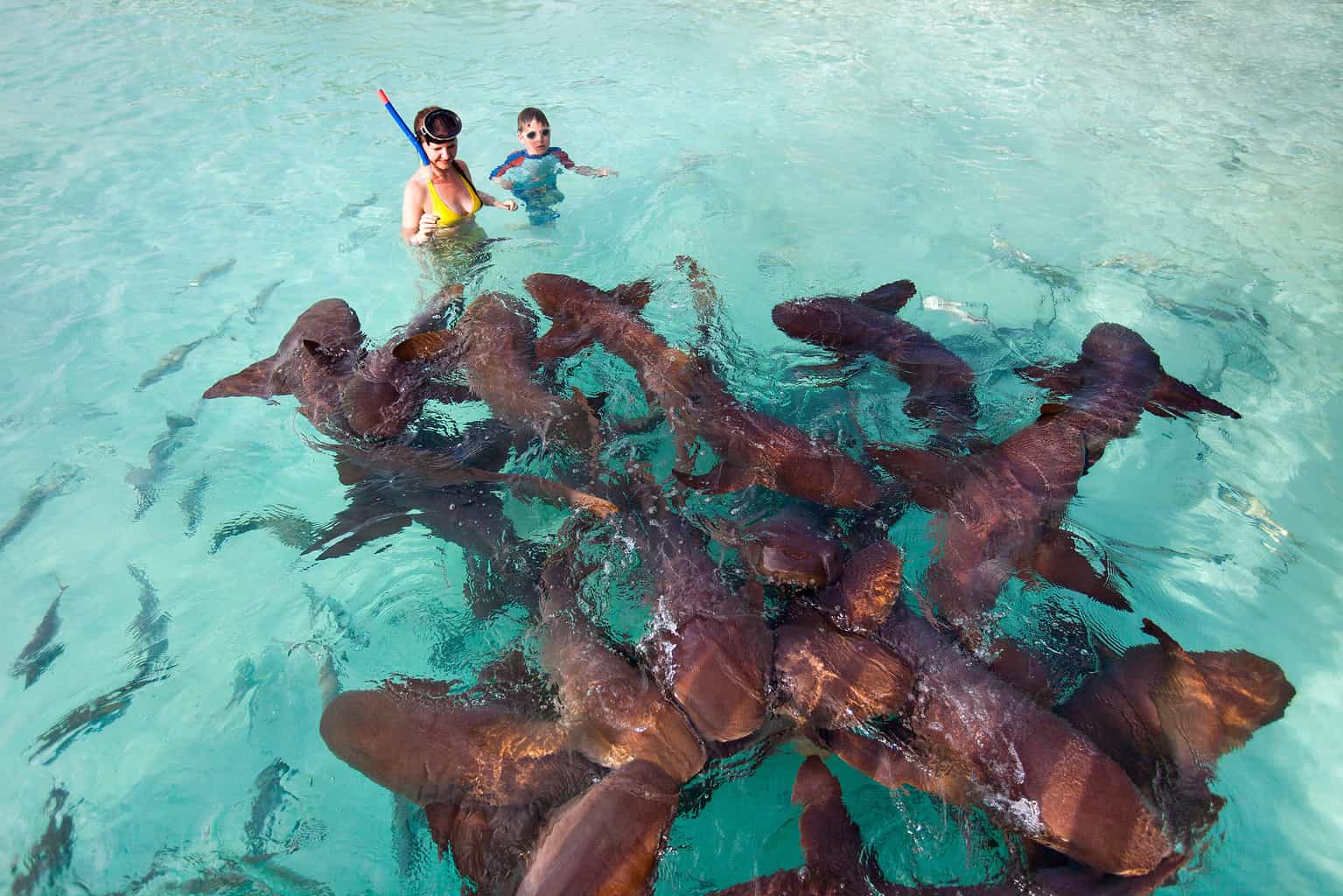Your experience at Shark Ray Alley Tour