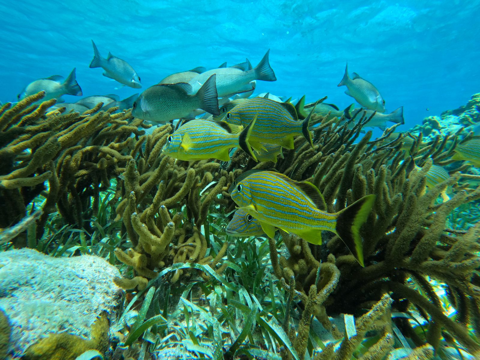 Coral Gardens