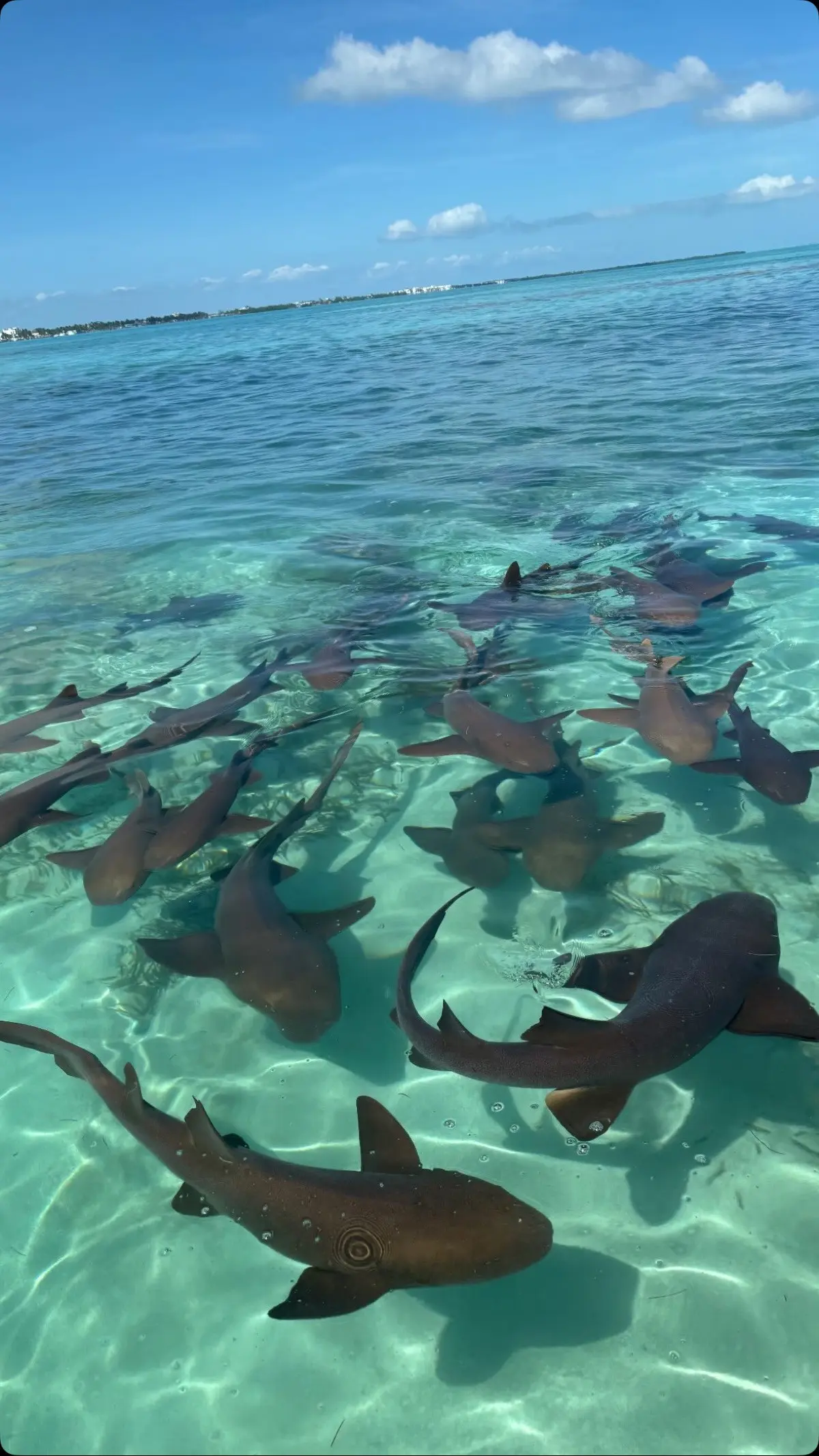 Shark Ray Alley