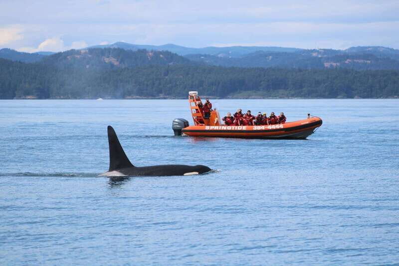 Your experience at Campbell River Whale Watching