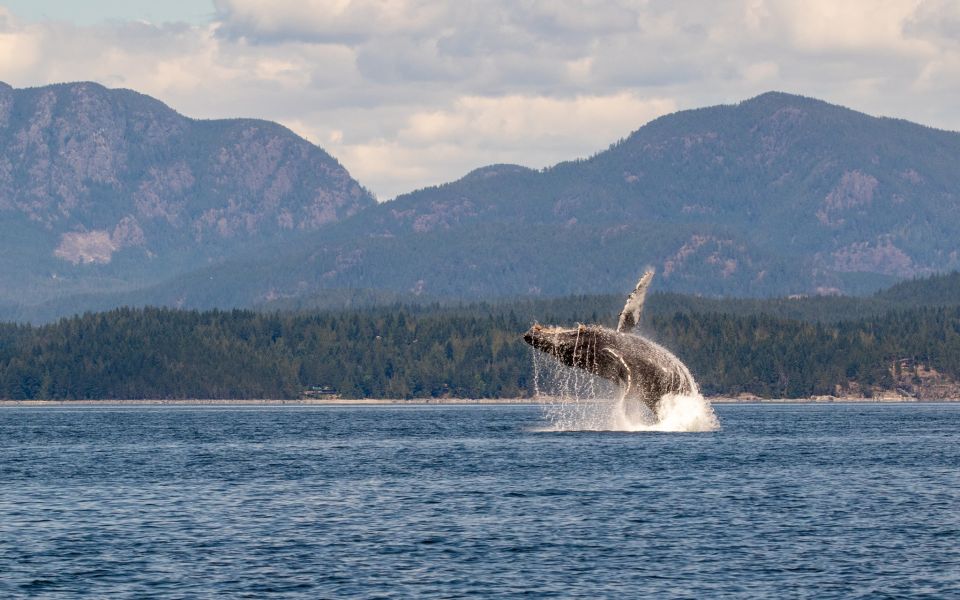 Campbell River Whale Watching