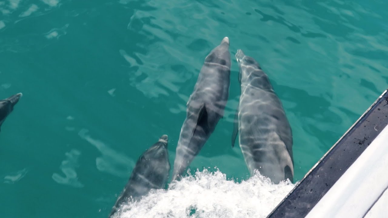 Your experience at Dolphin Tour Martinique
