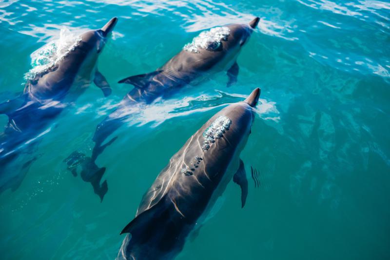 Dolphin Tour Martinique