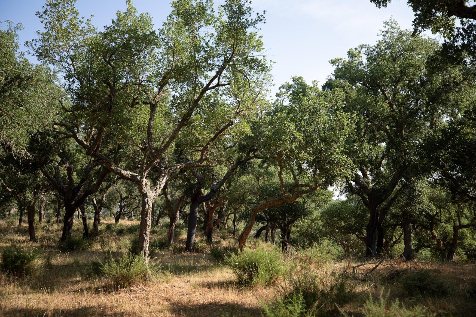 Quad Biking Algarve in the Monchique Hills