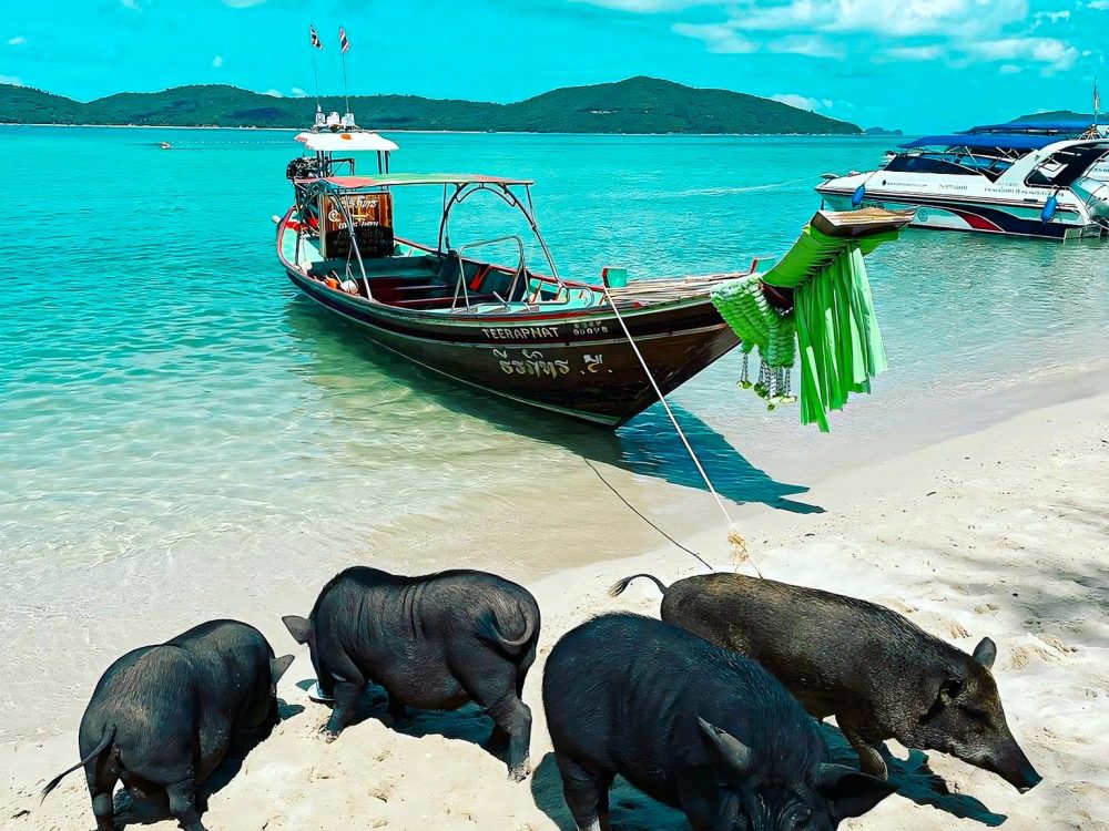 Pig Island Private Boat Tour