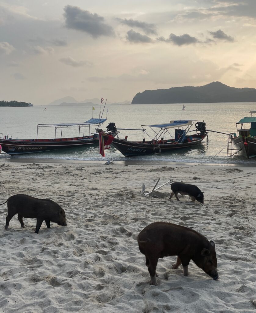 Your experience at Pig Island Private Boat Tour