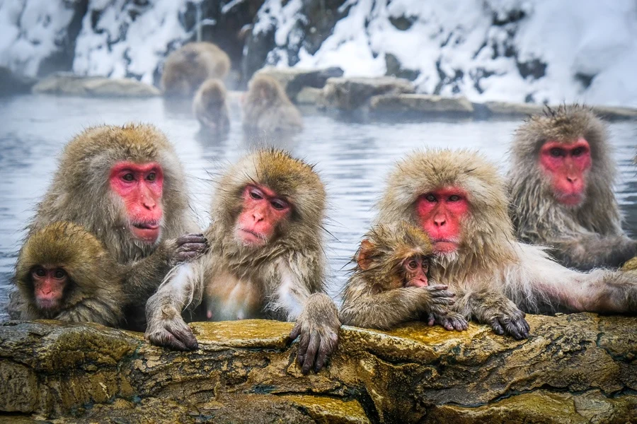 Nagano Snow Monkey Tour