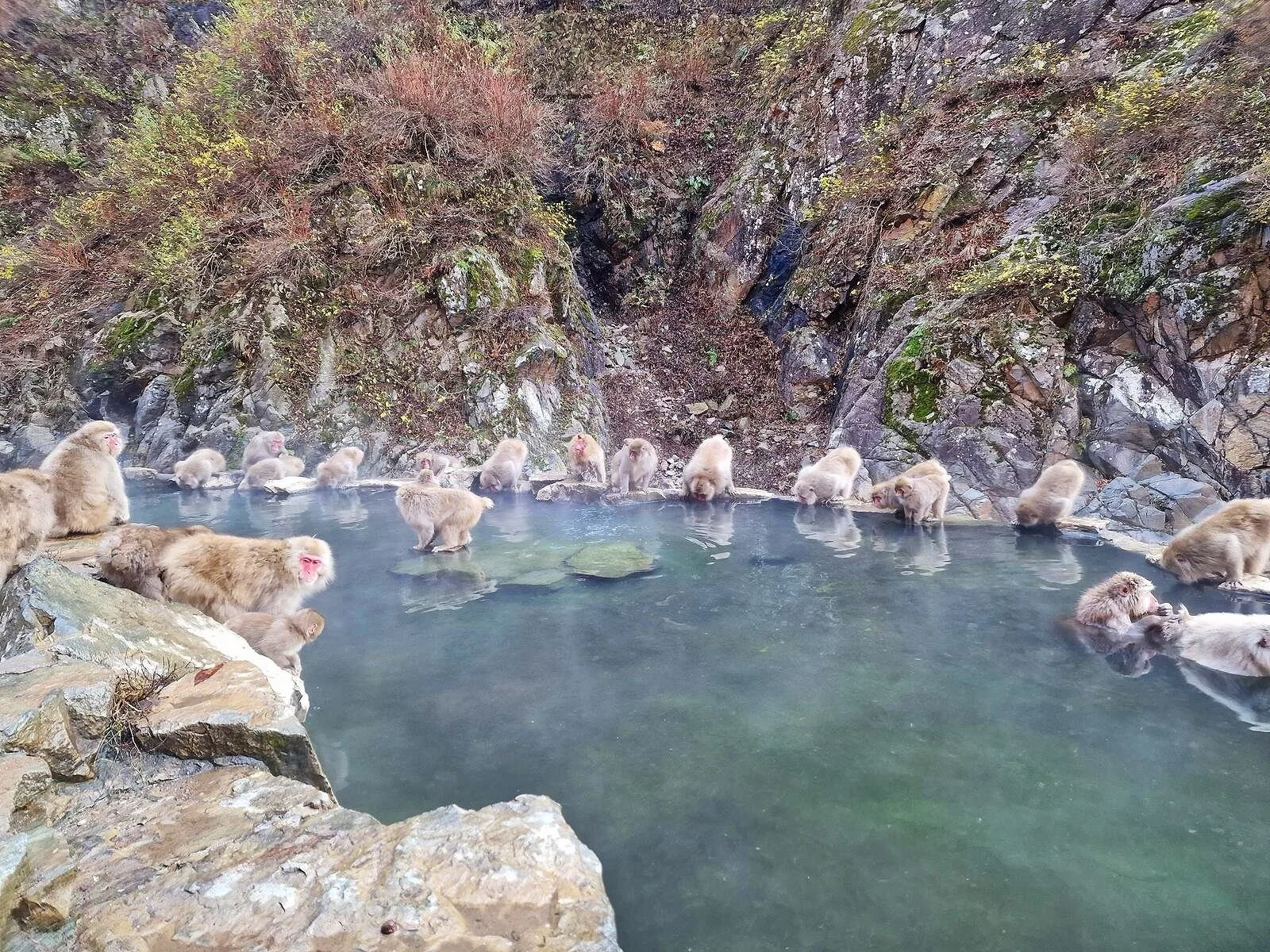 Your experience at Nagano Snow Monkey Tour