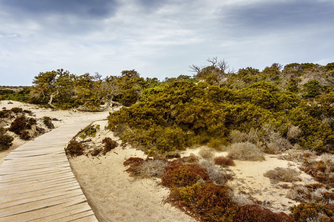 Cedar Forest Zone