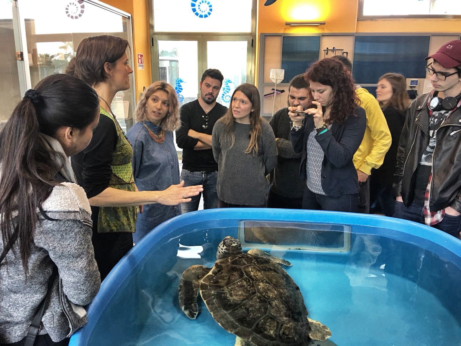 Sea Turtle Conservancy