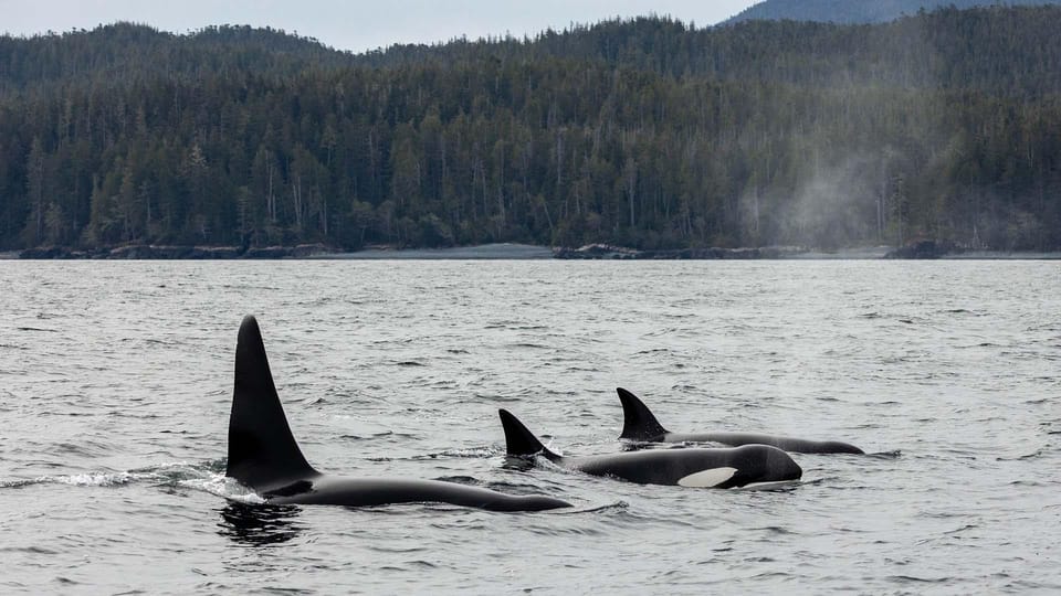 Port Hardy Whale Watching