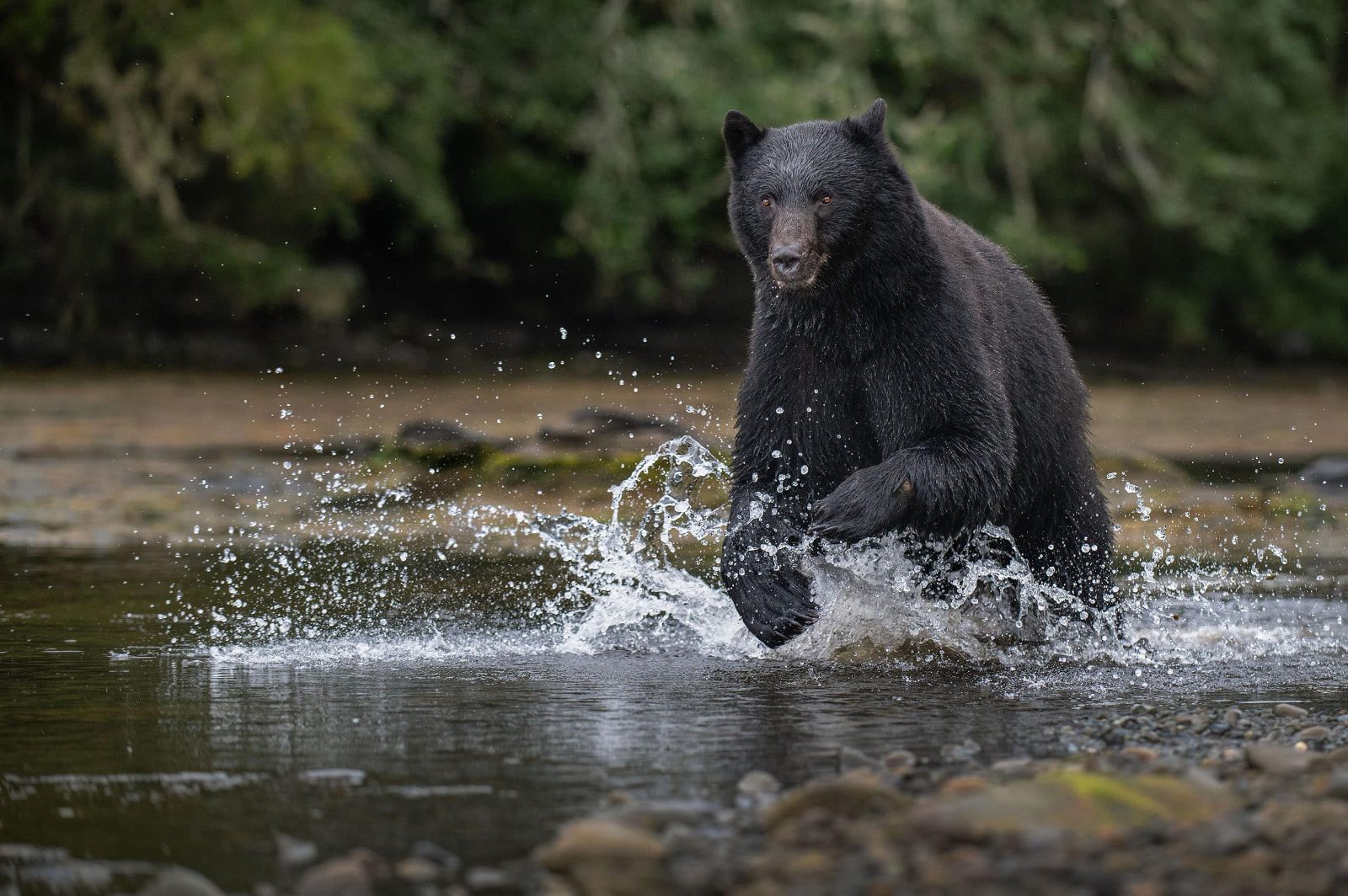 Great Bear Rainforest