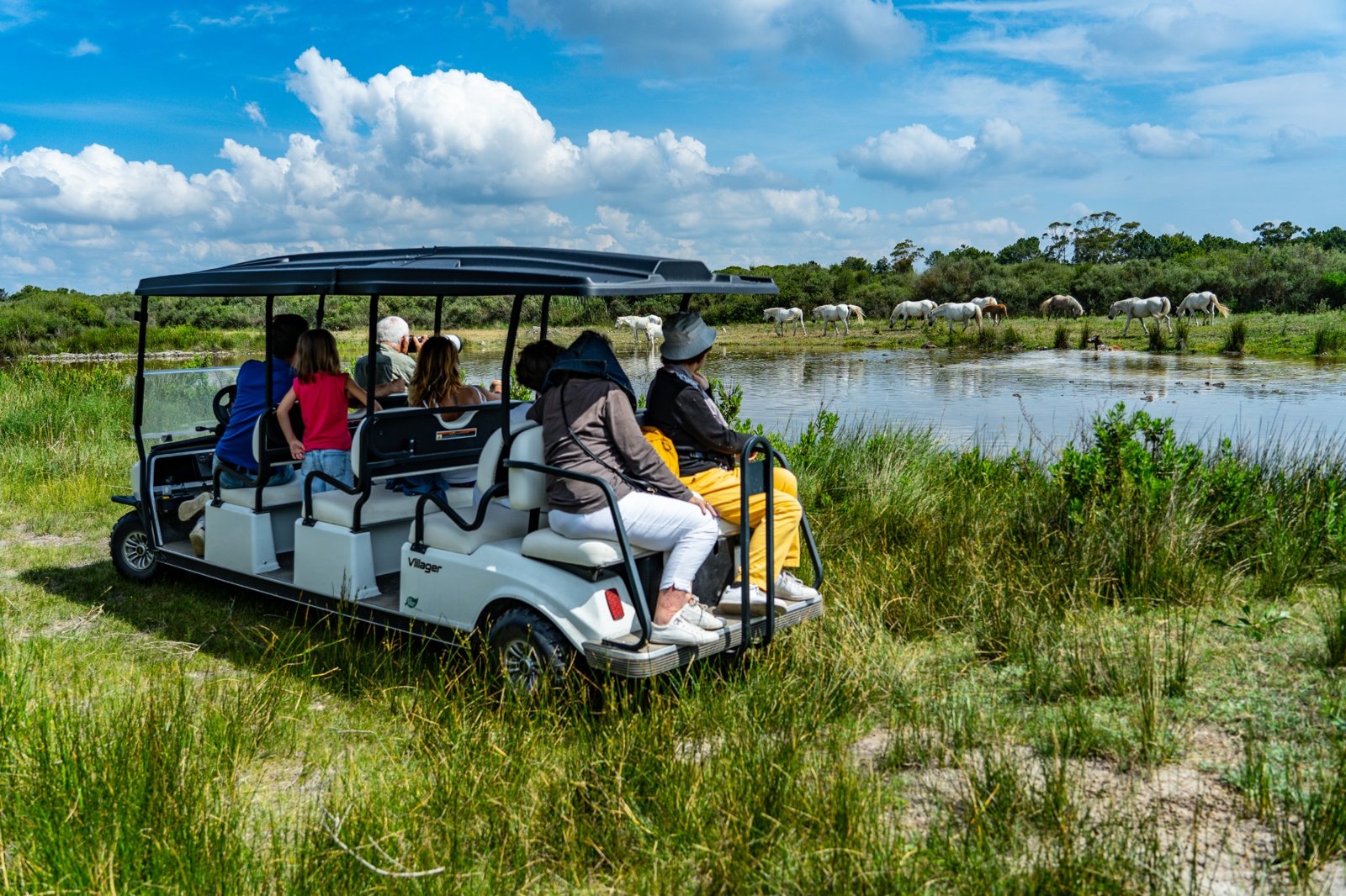 Camargue Safari