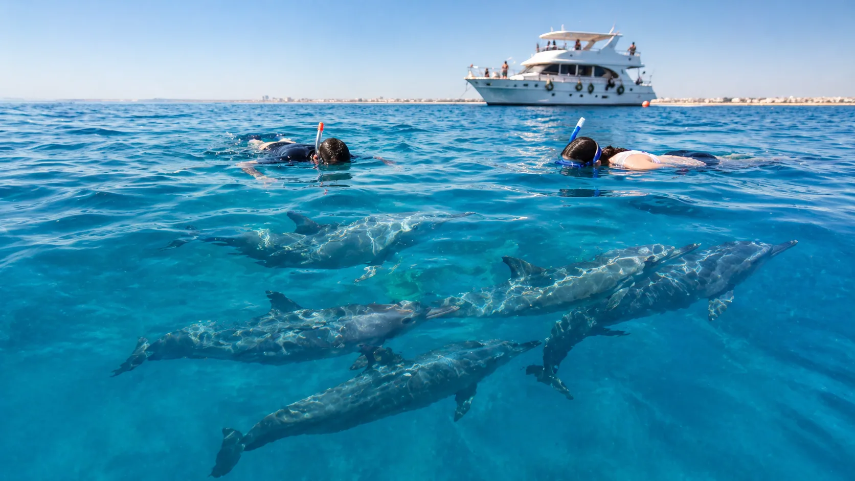 Your experience at Swim With Dolphins Perth