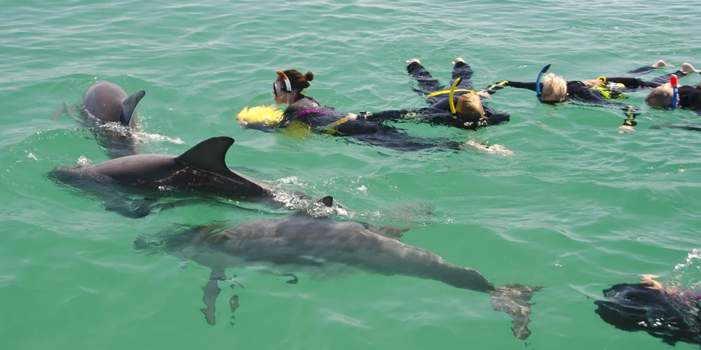 Swim With Dolphins Perth
