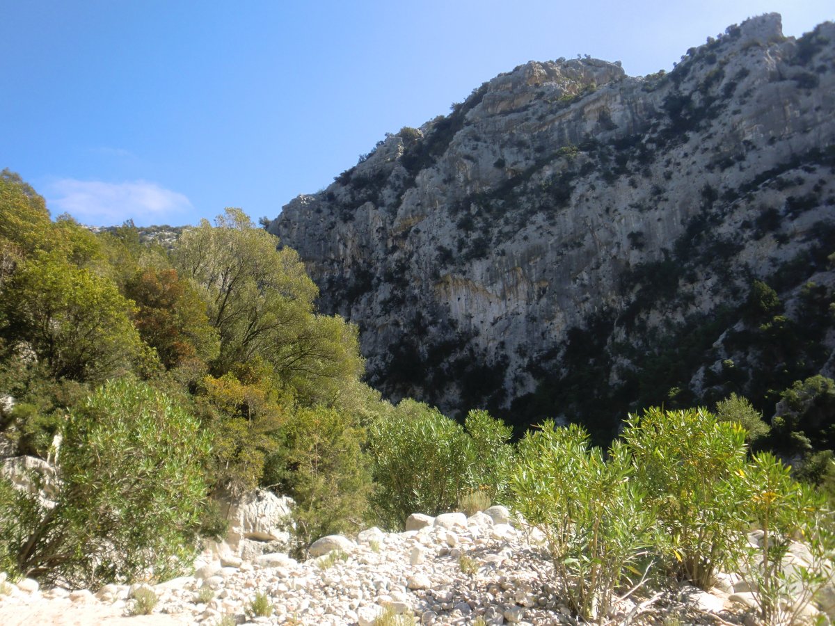 Oleander Forest