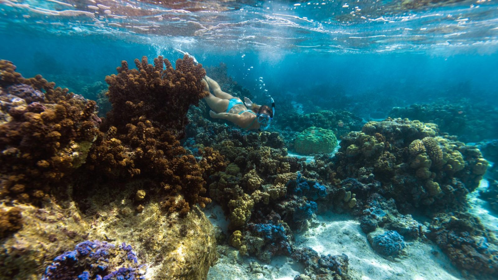 Your experience at Snorkeling in Fujairah
