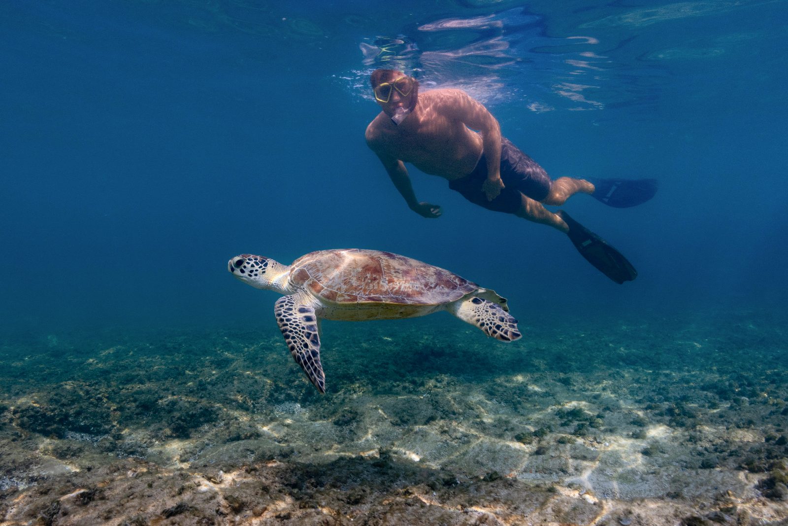 Turtle Sanctuary Zone