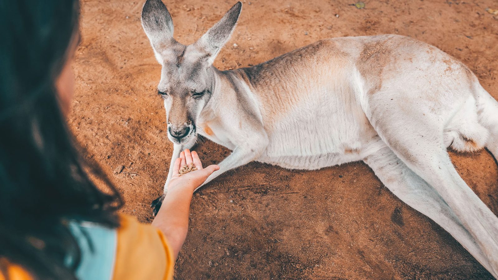 Your experience at Brisbane River Cruise to Koala Sanctuary