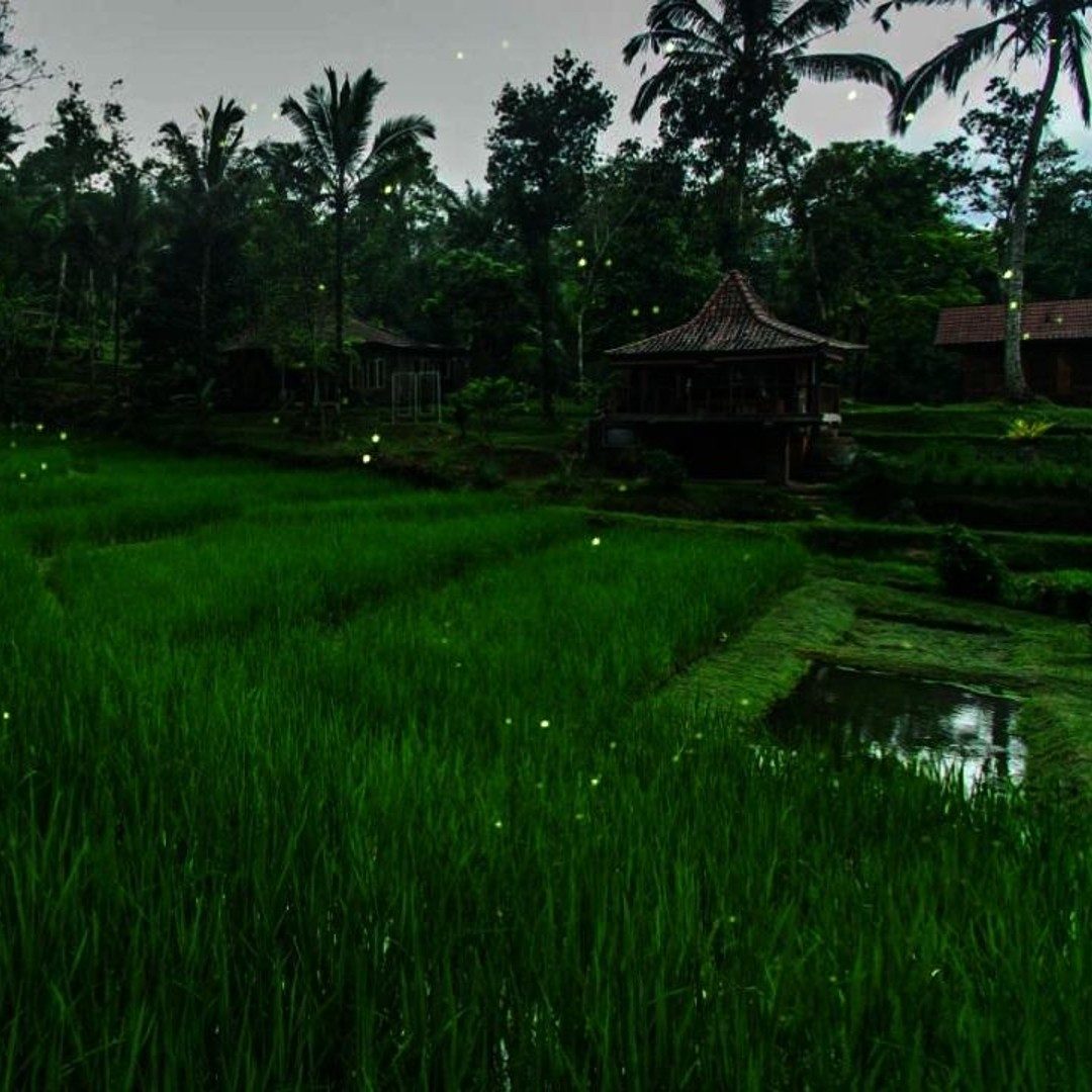 Firefly Tour Bali
