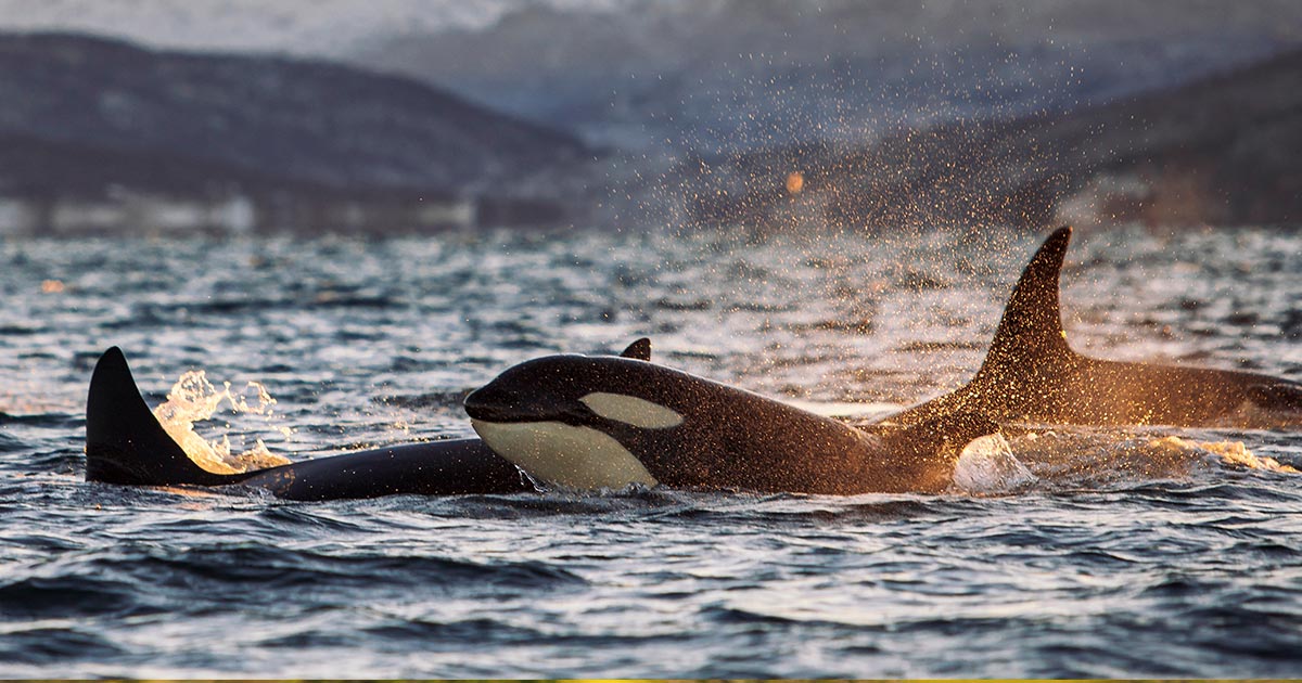 Zona de encuentro con orcas