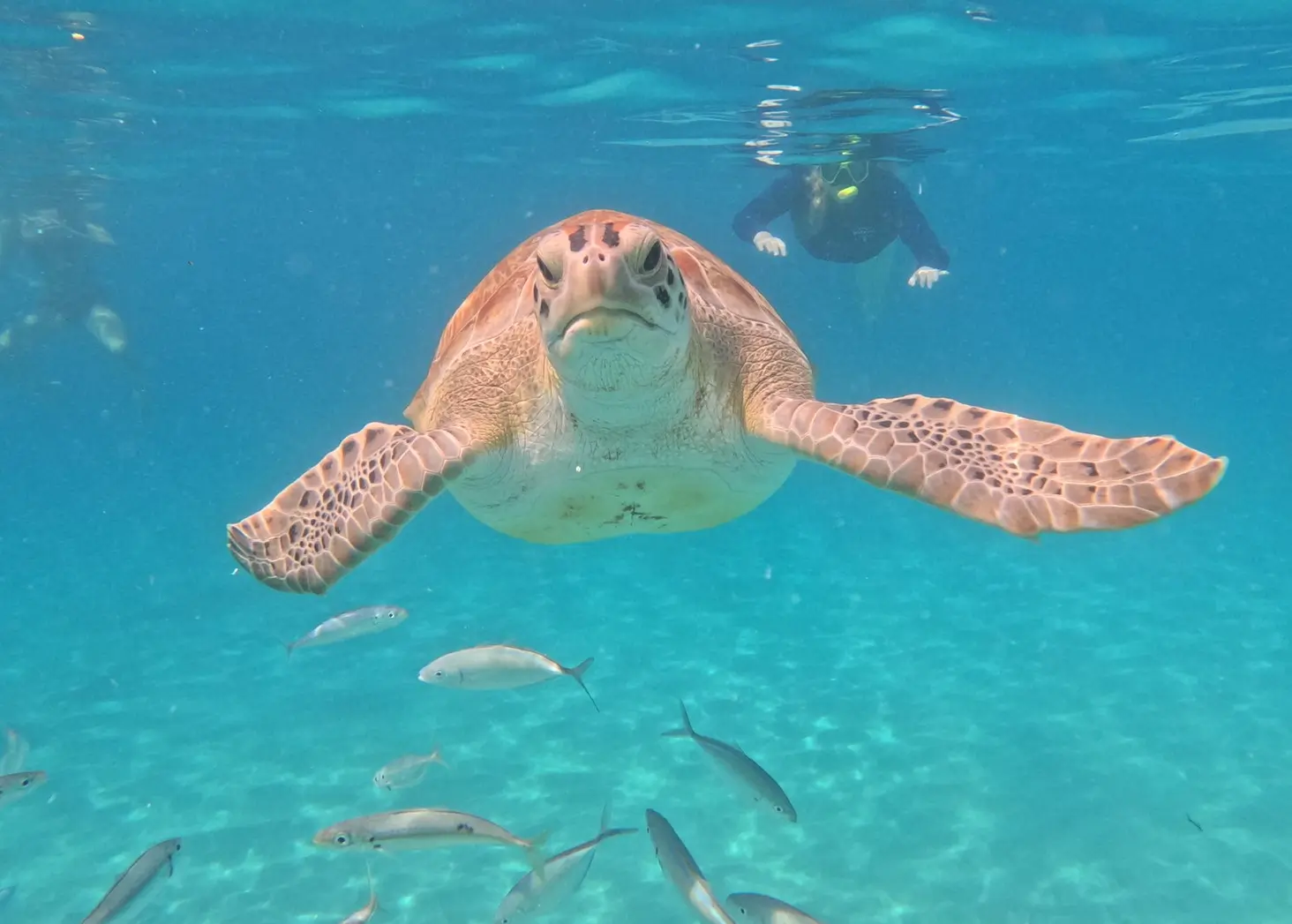 Swim With Turtles Curacao