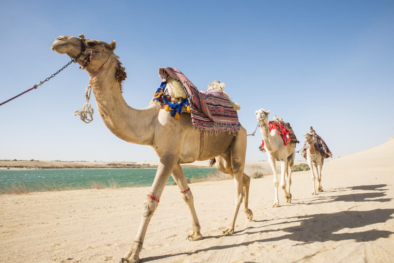 Camel Resting Area