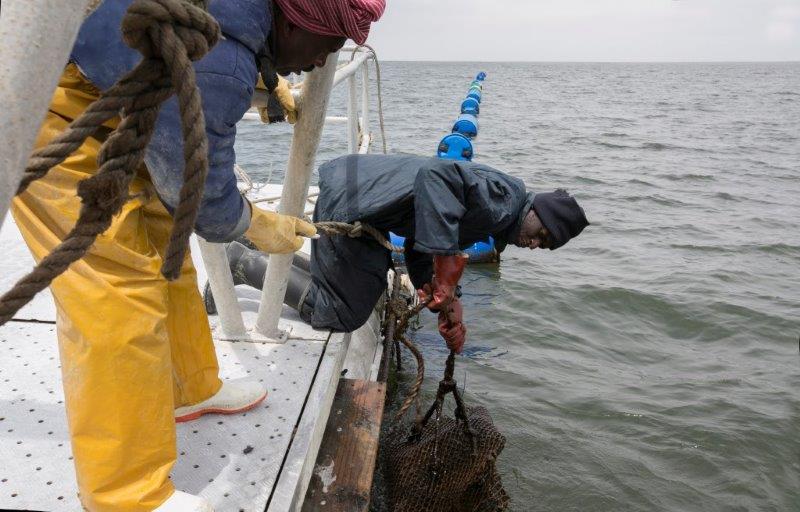 Oyster Platforms