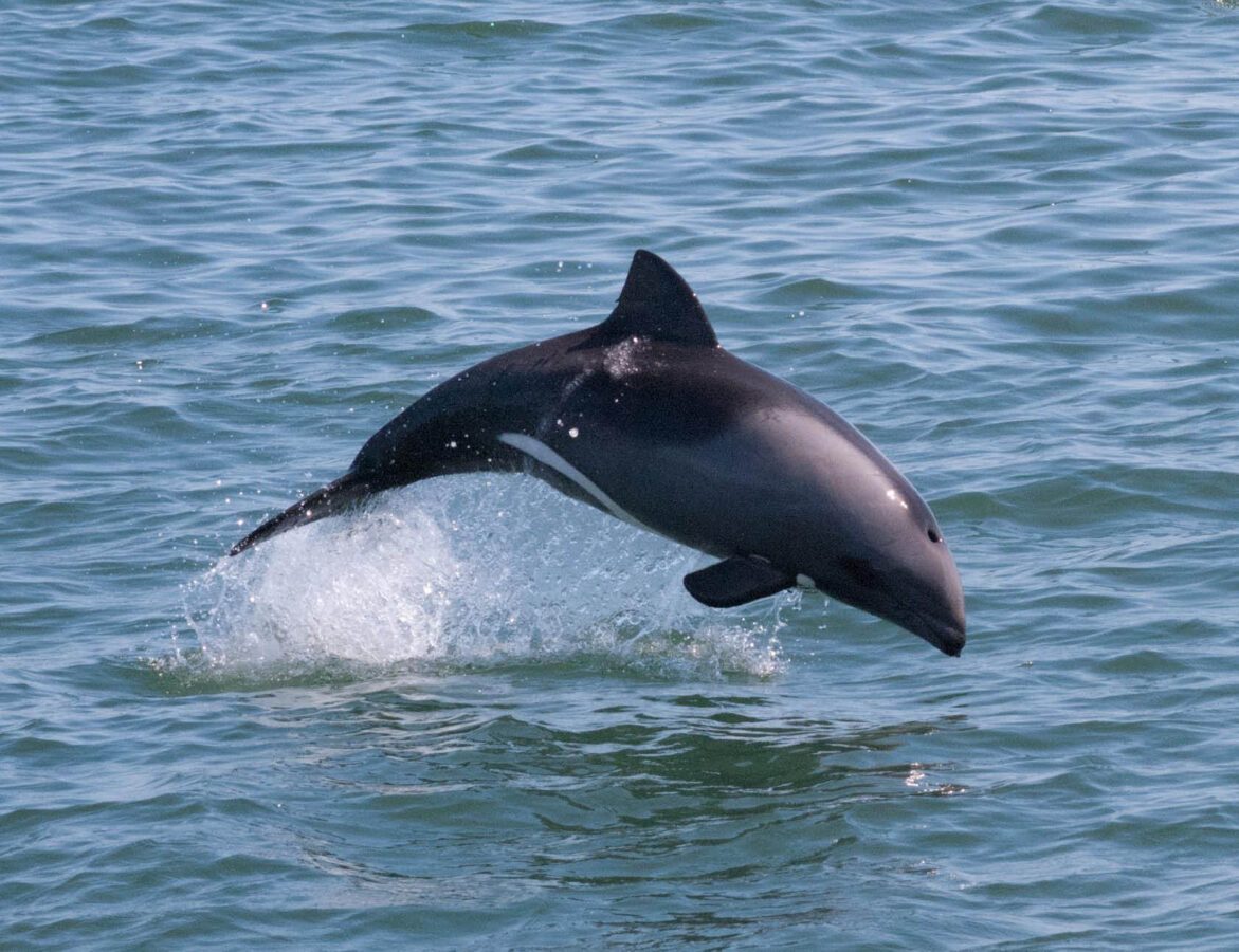 Marine Life Zone