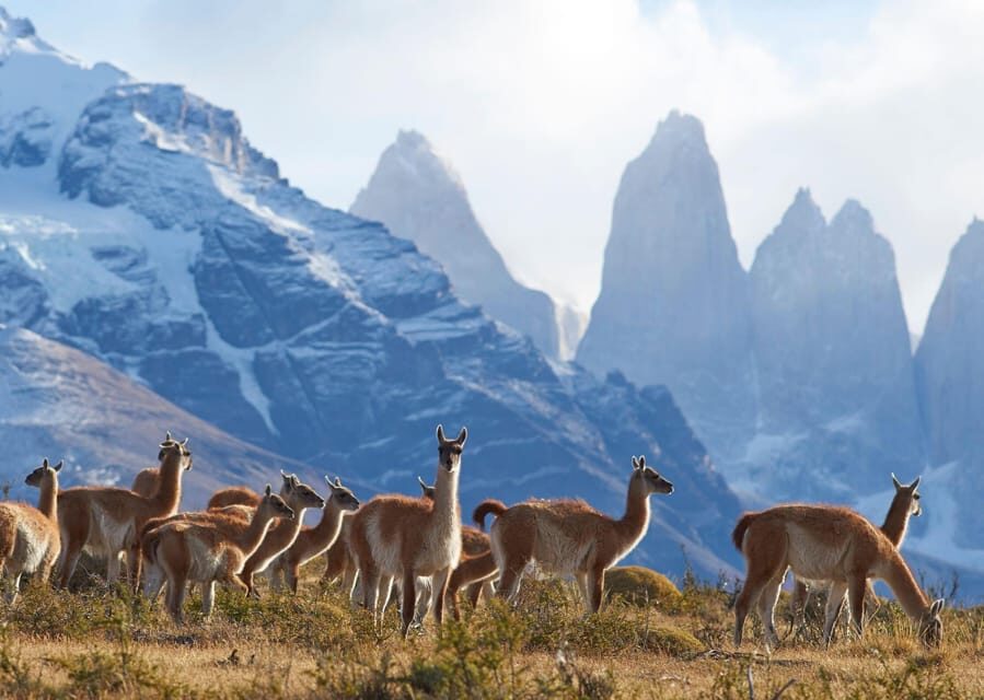 Torres Del Paine Day Trip From El Calafate
