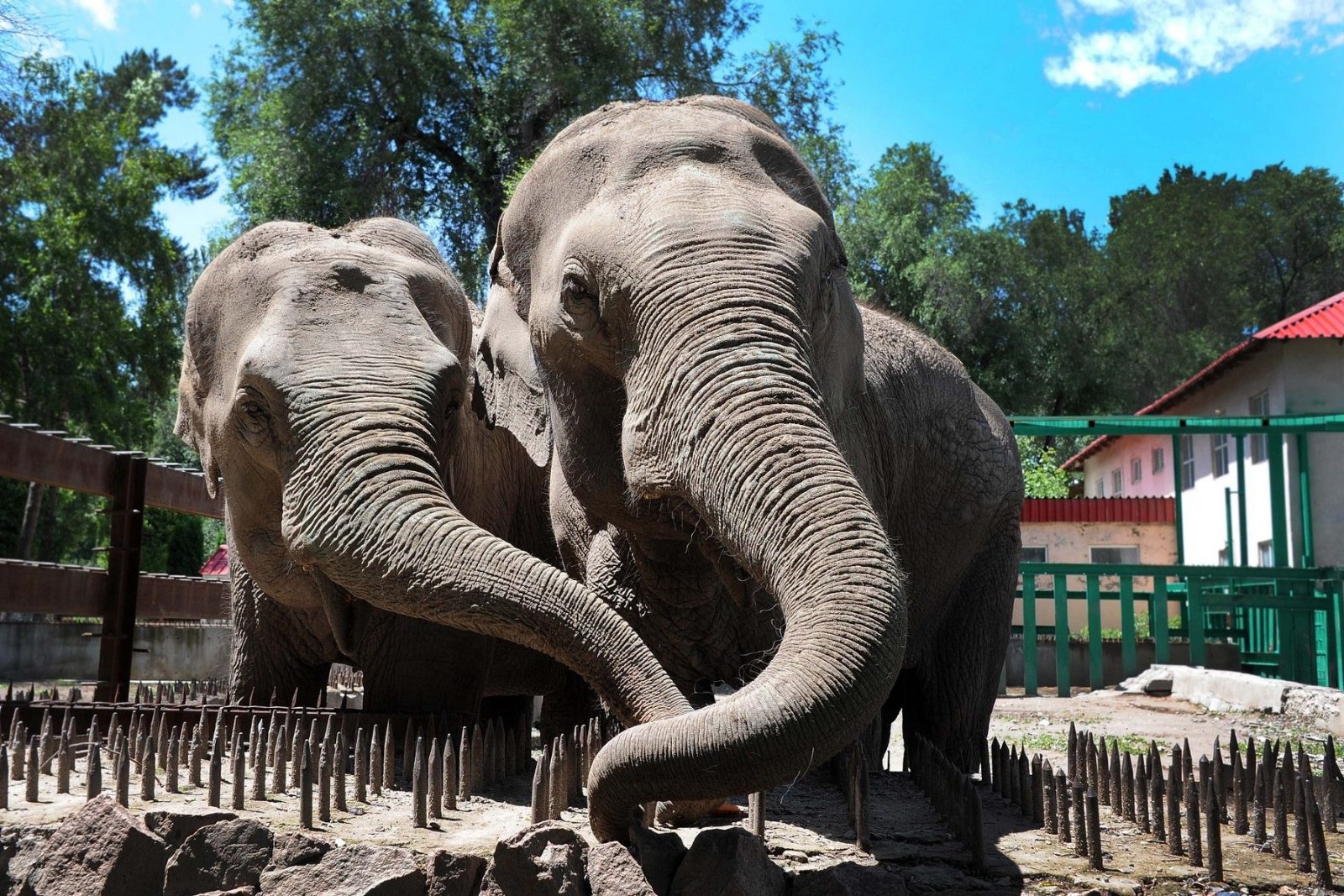 Shymkent Zoo
