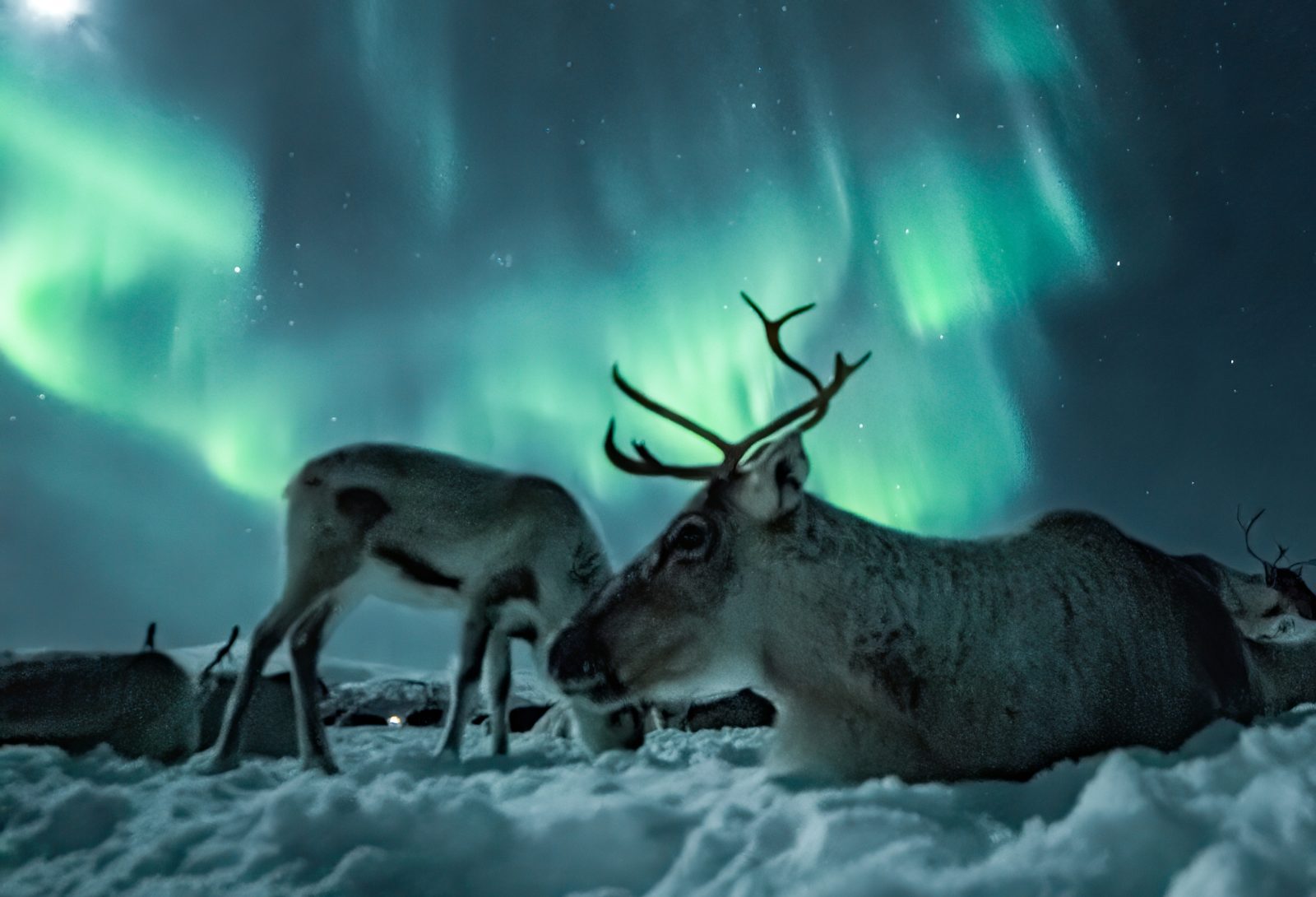 Reindeer Feeding and Northern Lights Tromso