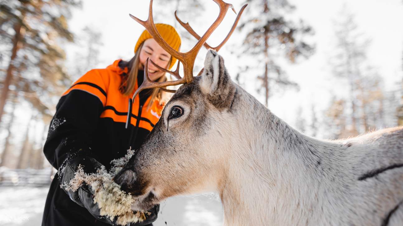 Your experience at Reindeer Feeding and Northern Lights Tromso