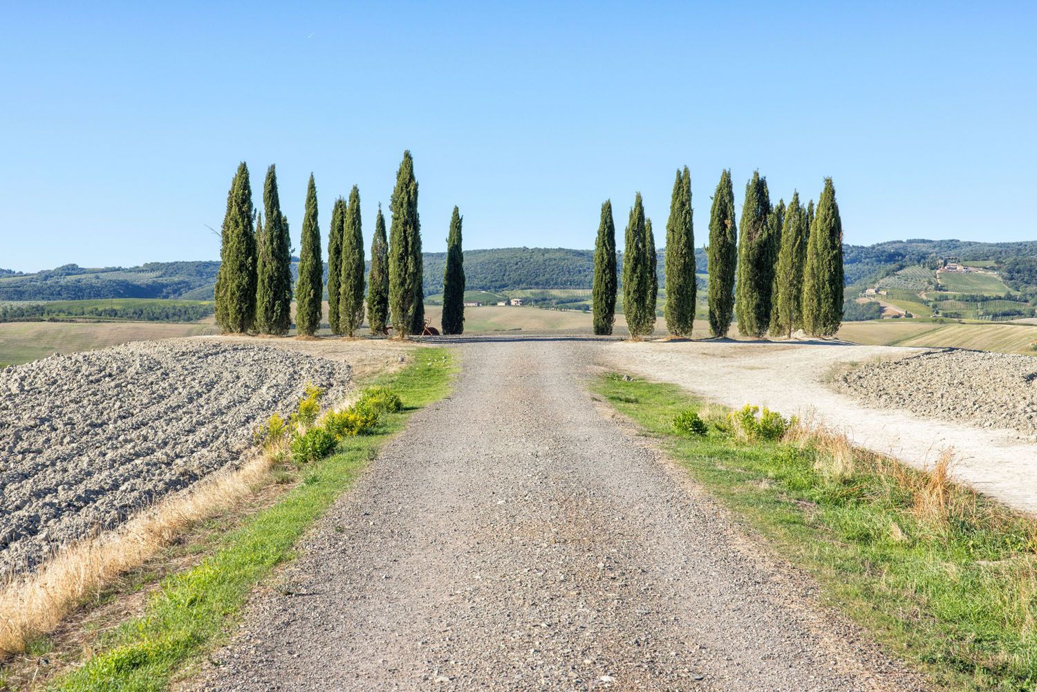 Cypress Trees of San Quirico