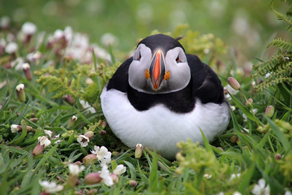 Farne Islands