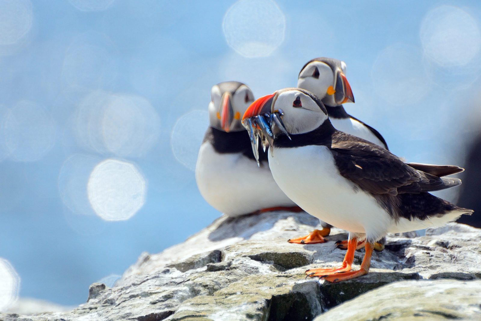 Farne Islands