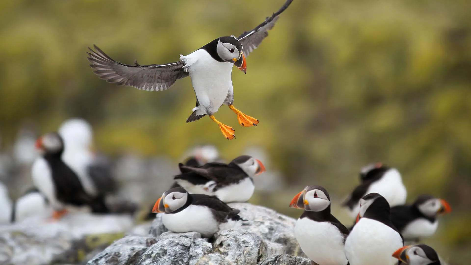 Farne Islands