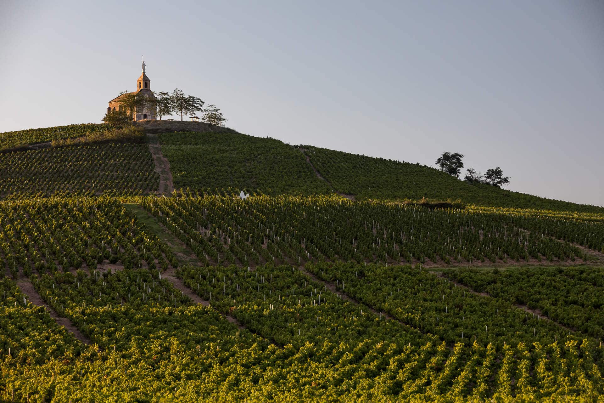 What Is Beaujolais Wine