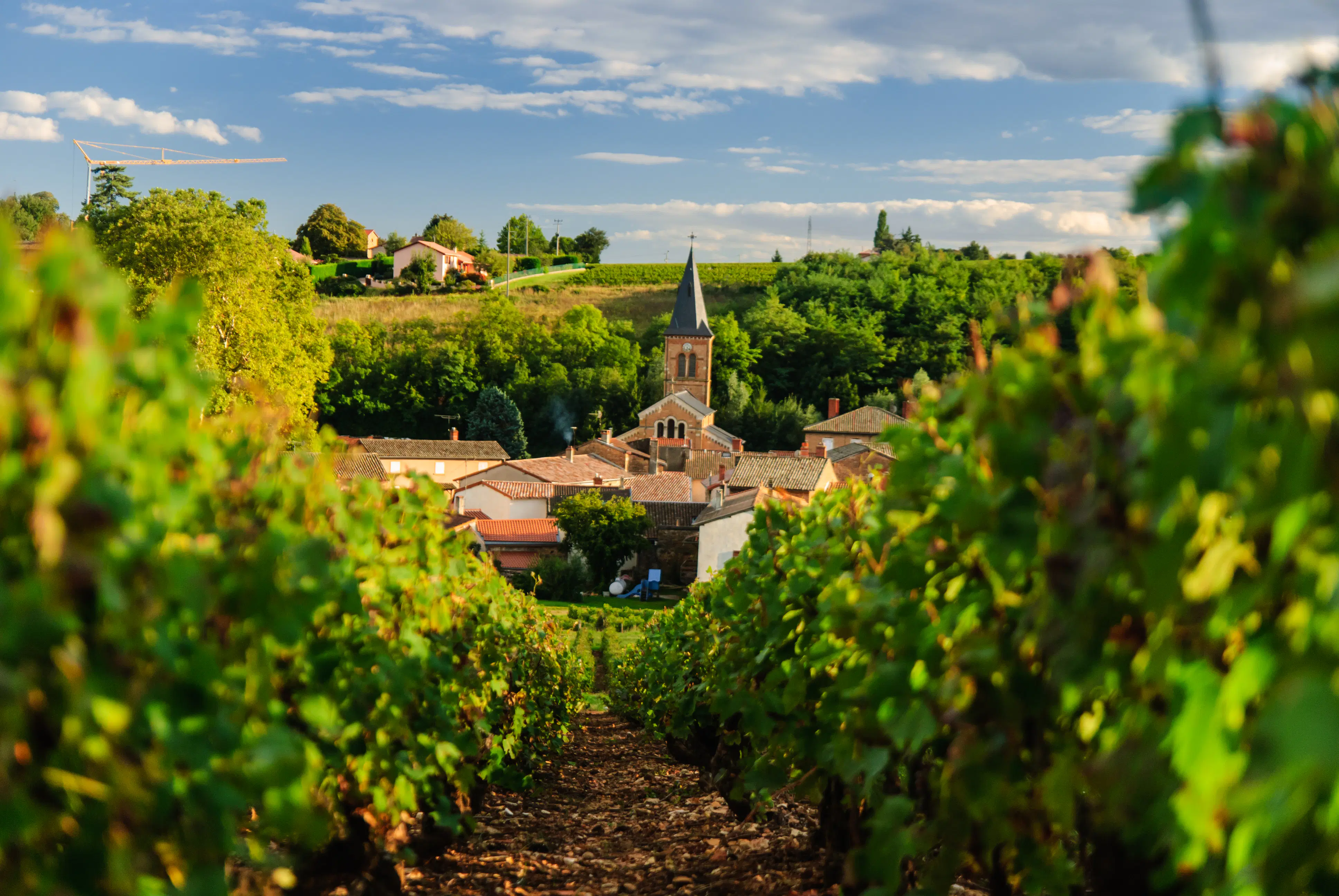 Where Is Beaujolais Wine Region