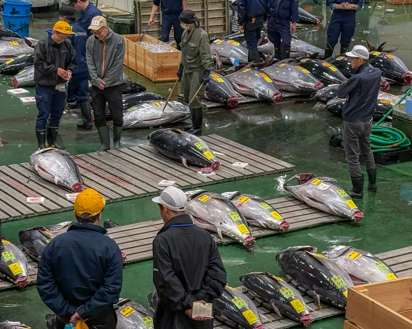 Toyosu Market Tuna Auction Visit