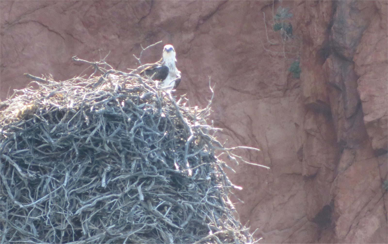 Osprey Nests