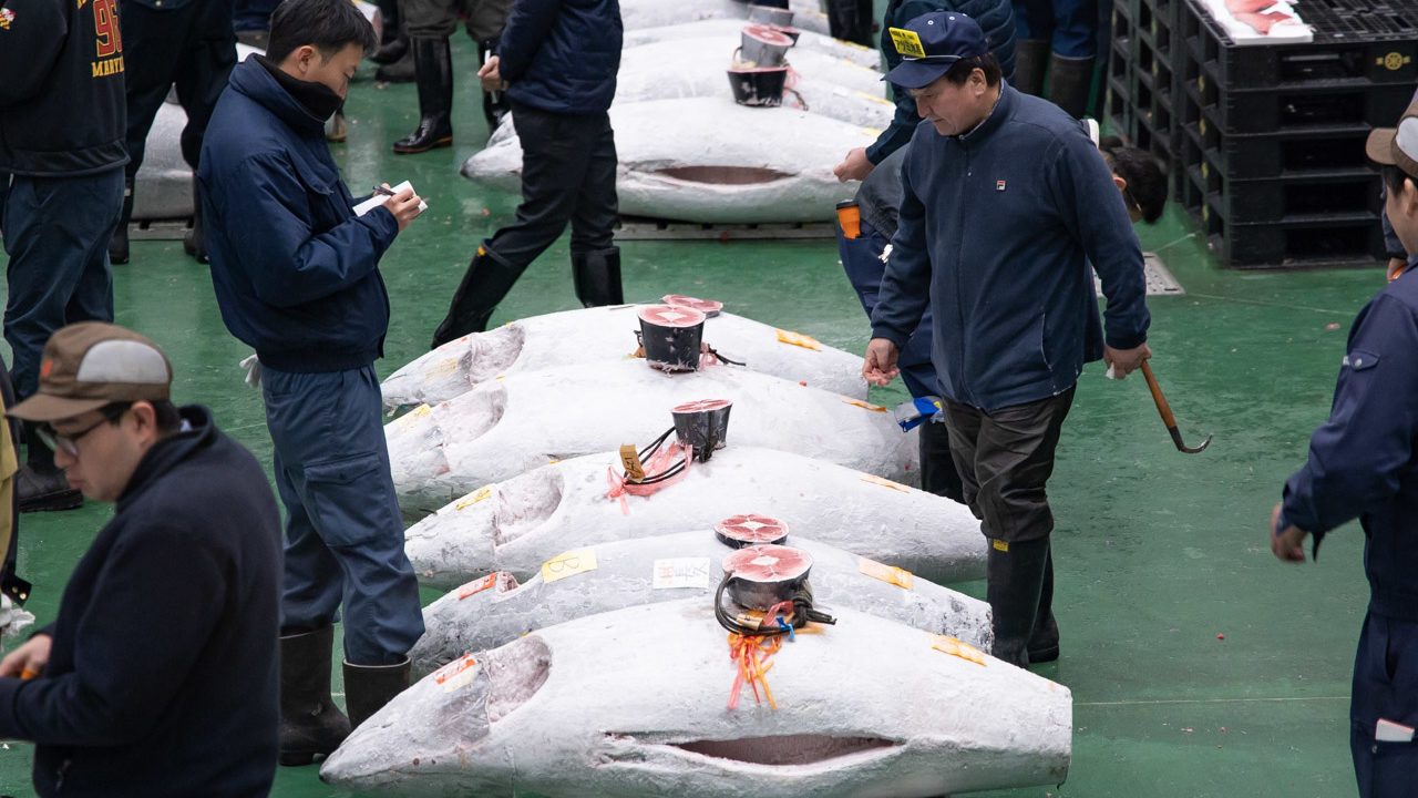 Toyosu Tuna Auction Time